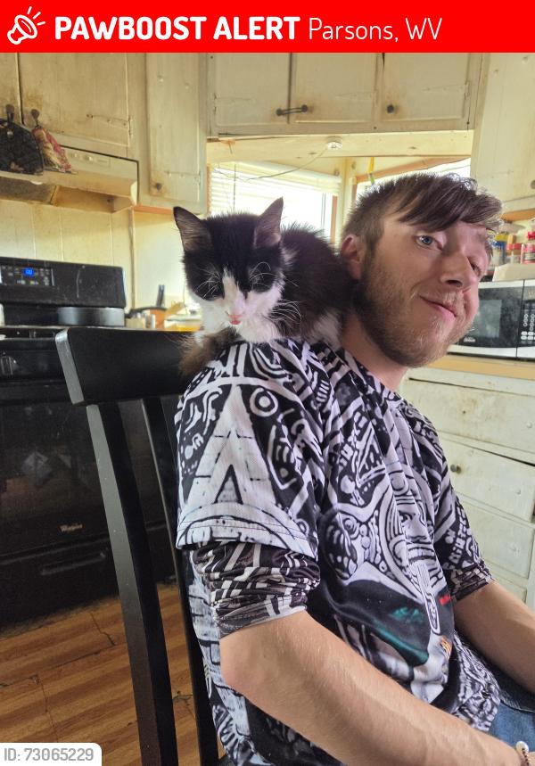 Lost Female Cat last seen Uphill of 124 Overlook Drive, Parsons, WV 26287