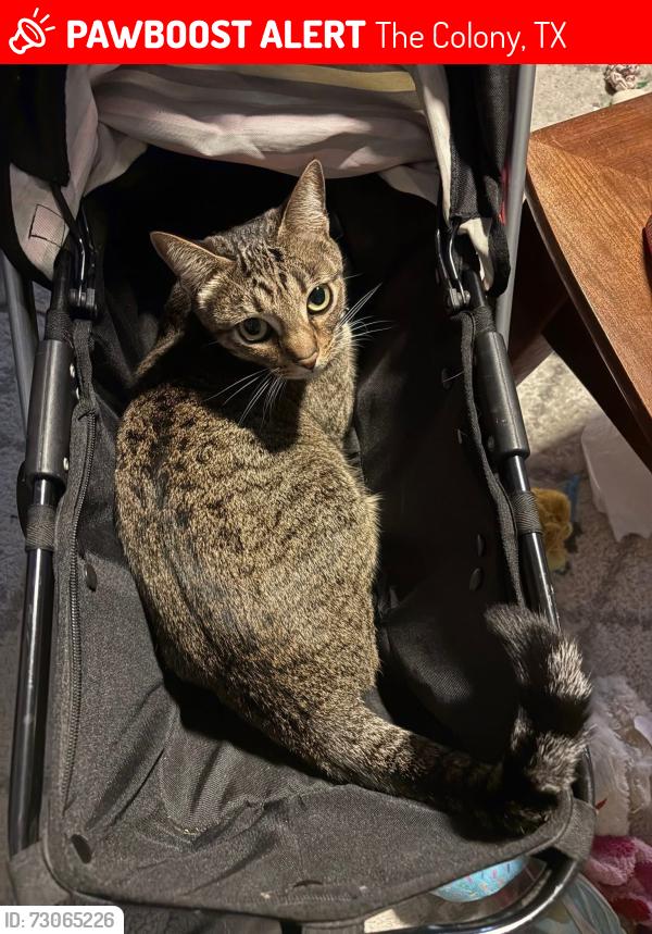 Lost Female Cat last seen Squires, The Colony, TX 75056