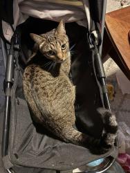 Lost Female Cat last seen Squires, The Colony, TX 75056