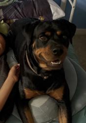 Reunited Female Dog last seen Near War Eagle Blvd, Titusville, FL 32796