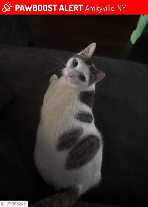 Lost Male Cat last seen County line road, Amityville, NY 11701