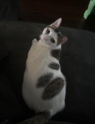 Lost Male Cat last seen County line road, Amityville, NY 11701