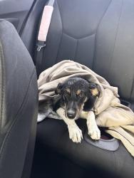 Found/Stray Female Dog last seen chalybeate springs Road, Washington County, TN 37659
