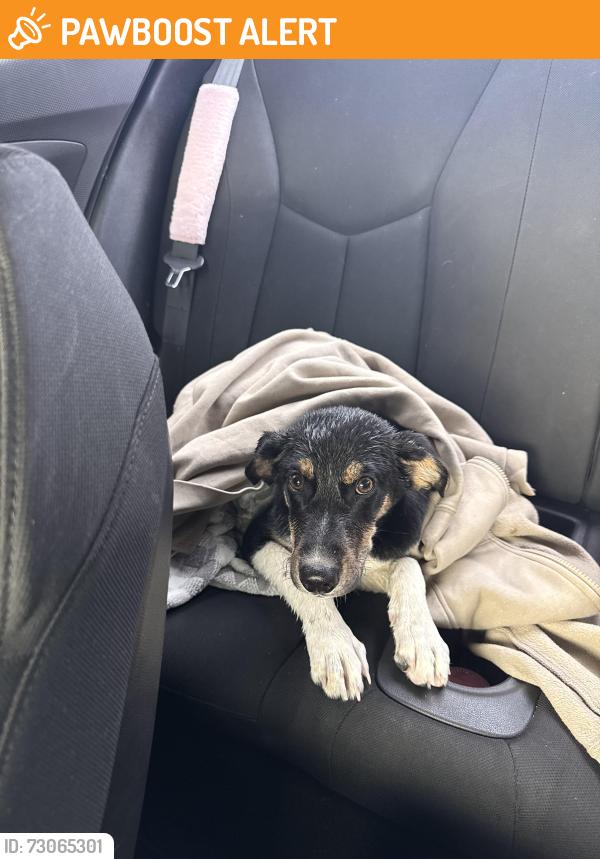 Found/Stray Female Dog last seen chalybeate springs Road, Washington County, TN 37659