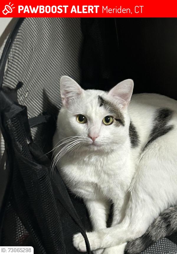 Lost Male Cat last seen Near Oak st and Crown street, Meriden, CT 06450