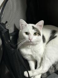 Lost Male Cat last seen Near Oak st and Crown street, Meriden, CT 06450