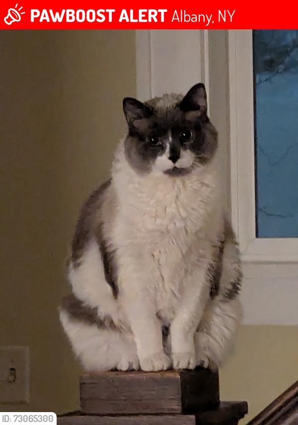 Lost Male Cat last seen Melrose, Western and Washington Aves, Albany, NY 12206
