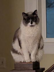 Lost Male Cat last seen Melrose, Western and Washington Aves, Albany, NY 12206