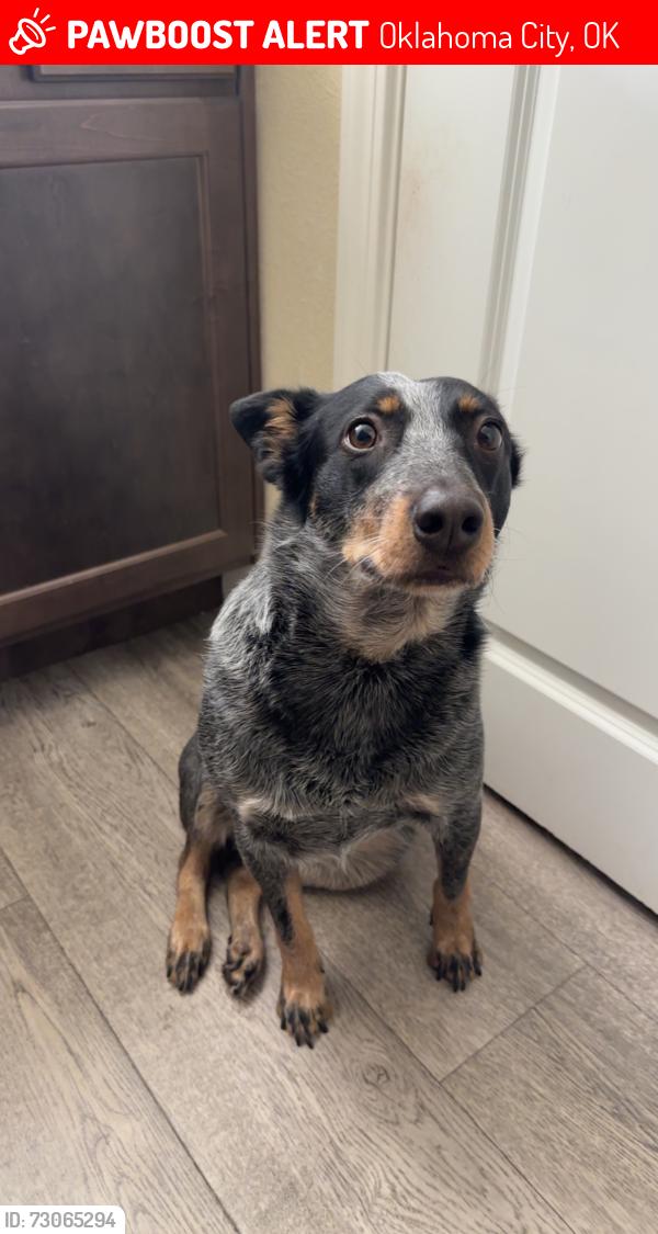 Lost Female Dog last seen Near ne 122nd Street, Oklahoma City, OK 73114