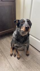 Lost Female Dog last seen Near ne 122nd Street, Oklahoma City, OK 73114