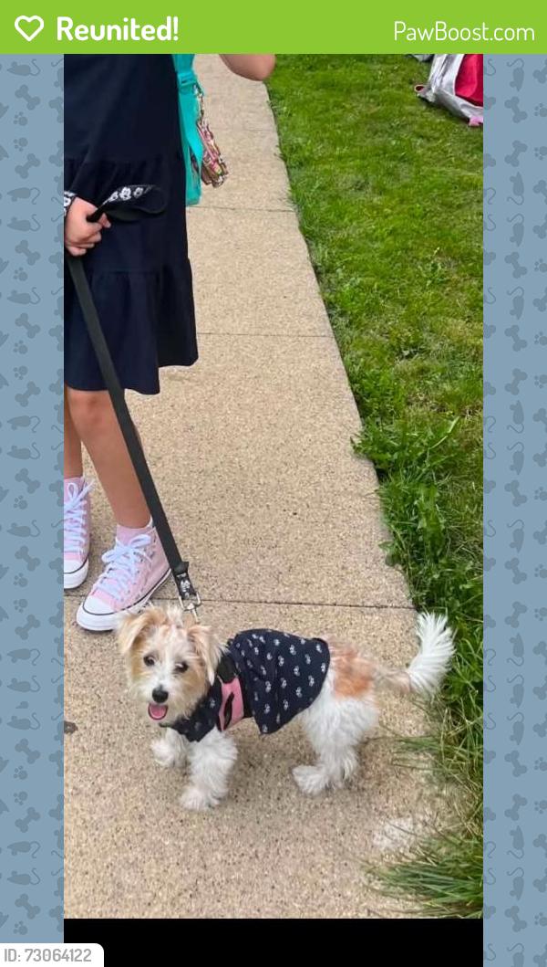 Reunited Female Dog last seen Near S Springfield Ave, Chicago, IL 60632, USA, Chicago, IL 60632