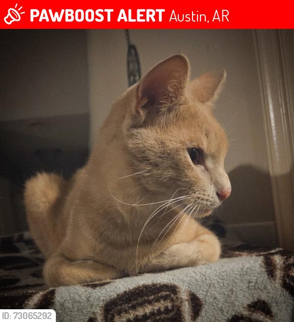 Lost Male Cat last seen Peach street, Austin, AR 72007