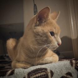 Lost Male Cat last seen Peach street, Austin, AR 72007
