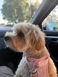 Lost Female Dog last seen Taqueria El Mezcal, Hayward, CA 94544