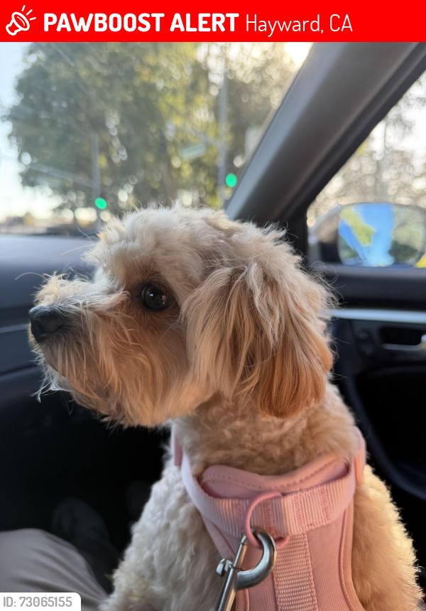 Lost Female Dog last seen Taqueria El Mezcal, Hayward, CA 94544