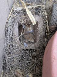 Found/Stray Unknown Cat last seen 20th st and Greenway, Phoenix, AZ 85085