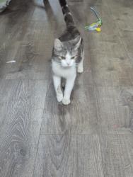 Found/Stray Female Cat last seen Near wunder st , Reading, PA 19602