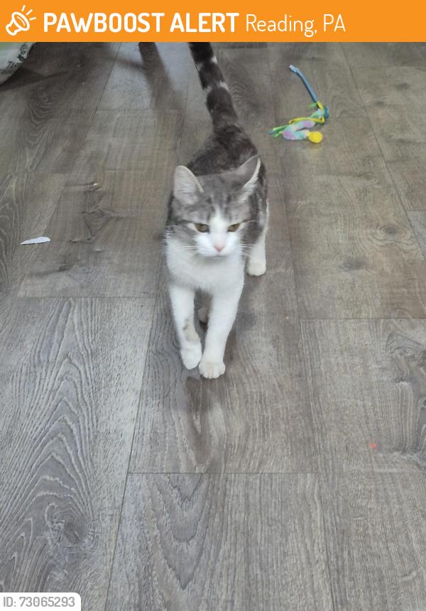 Found/Stray Female Cat last seen Near wunder st , Reading, PA 19602