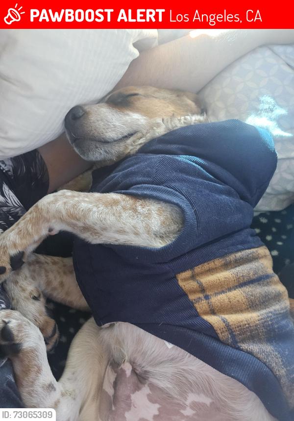 Lost Male Dog last seen Lankershim and Telfair, Los Angeles, CA 91352