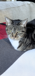 Reunited Female Cat last seen Roswell Road, Sandy Springs, GA 30350