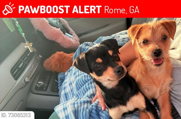 Lost Female Dog last seen Jefferson drive, Rome, GA 30165
