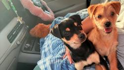 Lost Female Dog last seen Jefferson drive, Rome, GA 30165