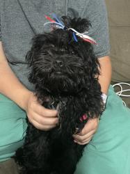 Lost Female Dog last seen Near street near new construction site., Oroville, CA 95965