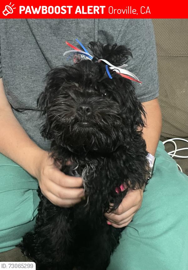 Lost Female Dog last seen Near street near new construction site., Oroville, CA 95965