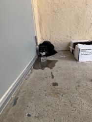 Found/Stray Unknown Cat last seen Ames st side of Vernon park, Worcester, MA 01610