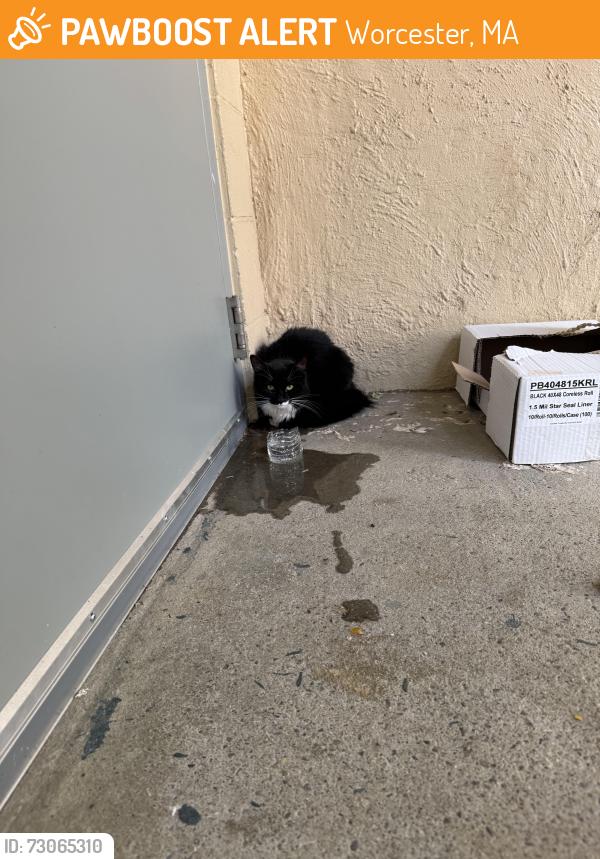 Found/Stray Unknown Cat last seen Ames st side of Vernon park, Worcester, MA 01610