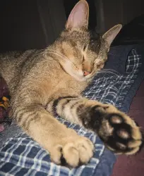 Lost Male Cat last seen Peach street, Austin, AR 72007