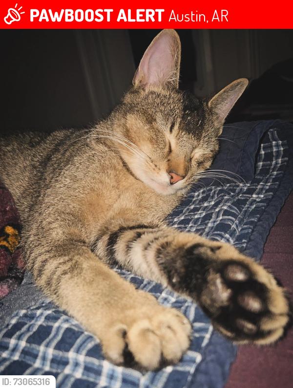 Lost Male Cat last seen Peach street, Austin, AR 72007