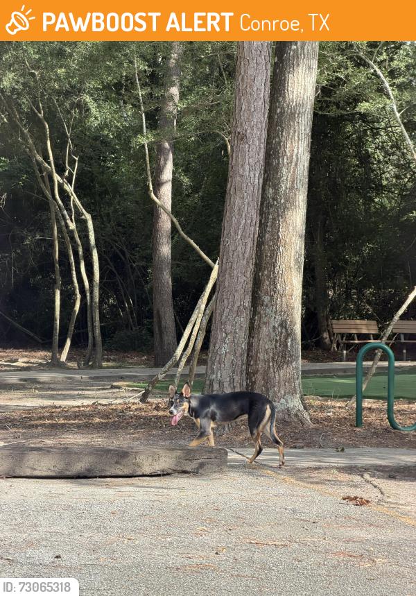 Found/Stray Unknown Dog last seen Crighton Ridge Mailboxes, Conroe, TX 77302