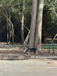 Found/Stray Unknown Dog last seen Crighton Ridge Mailboxes, Conroe, TX 77302