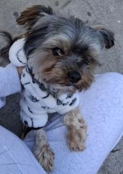 Lost Male Dog last seen Skyway Dr, San Jose, CA 95111