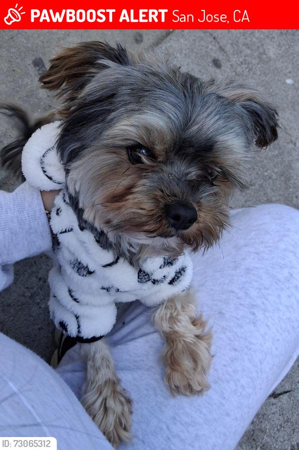 Lost Male Dog last seen Skyway Dr, San Jose, CA 95111