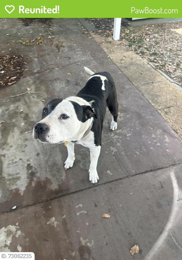 Reunited Male Dog last seen Near ArrowDr, New Port Richey, FL 34654