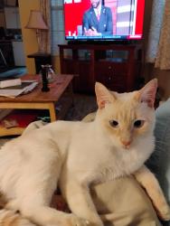 Lost Male Cat last seen Lords Creek, Wilmington, NC 28412