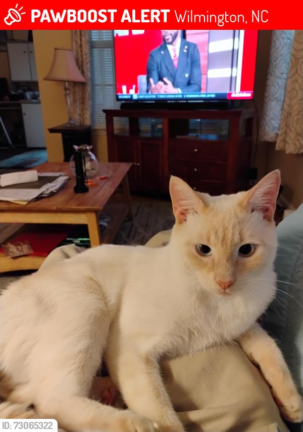 Lost Male Cat last seen Lords Creek, Wilmington, NC 28412