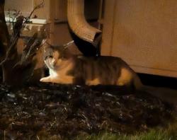 Found/Stray Unknown Cat last seen The Parke at Mount Washington, Baltimore, MD 21209