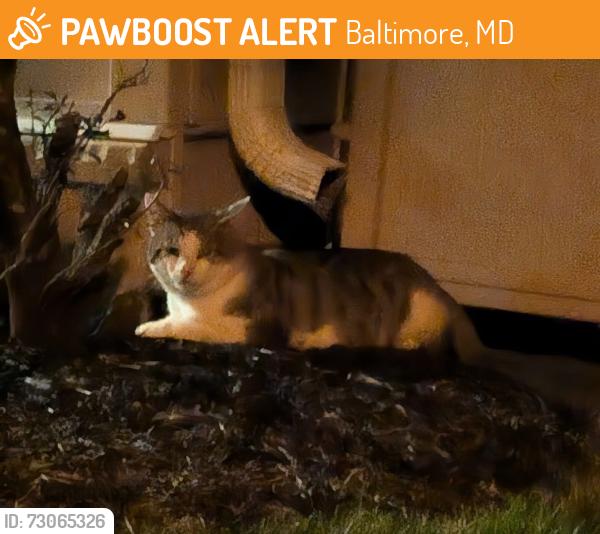 Found/Stray Unknown Cat last seen The Parke at Mount Washington, Baltimore, MD 21209