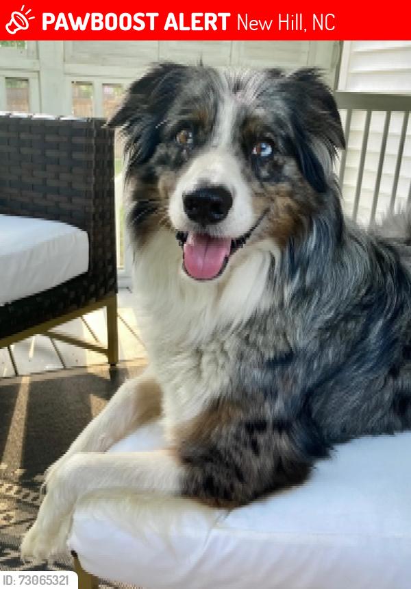 Lost Male Dog last seen Cooper Rd, New Hill, NC 27562