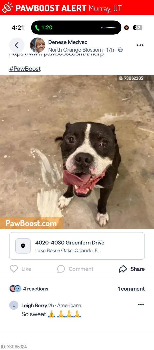 Lost Male Dog last seen Near shady grove circle, Murray, UT 84121