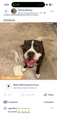 Lost Male Dog last seen Near shady grove circle, Murray, UT 84121