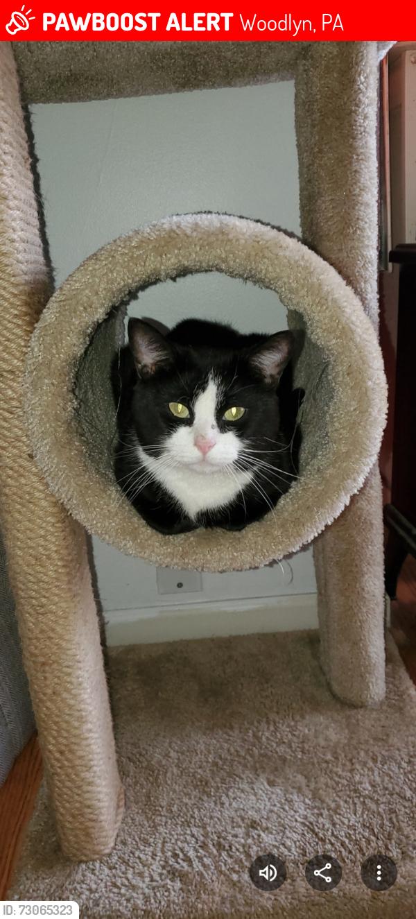 Lost Male Cat last seen Chester Pike and S. Morris Ave, Woodlyn, PA 19022