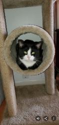 Lost Male Cat last seen Chester Pike and S. Morris Ave, Woodlyn, PA 19022