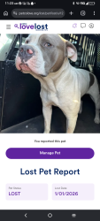 Lost Male Dog last seen Primm street, St. Louis, MO 63111