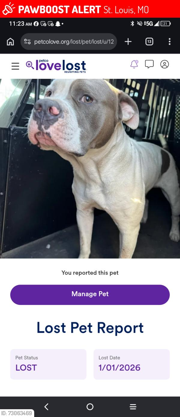 Lost Male Dog last seen Primm street, St. Louis, MO 63111