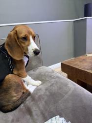 Reunited Male Dog last seen Panoramic Highway a few blocks from Mountain Home Inn, Mill Valley, CA 94941