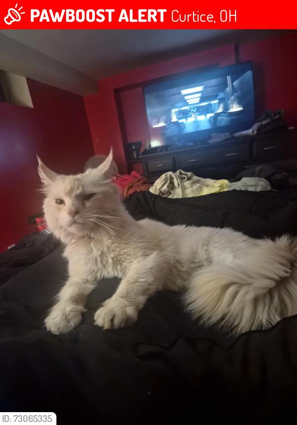 Lost Male Cat last seen Brown and Nissen, Curtice, OH 43412